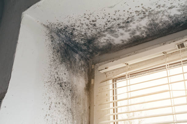 Affordable Basement Mold Remediation solutions in Oxford, MI