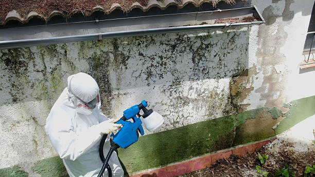 Top rated local Basement Mold Remediation specialists in Oxford, MI